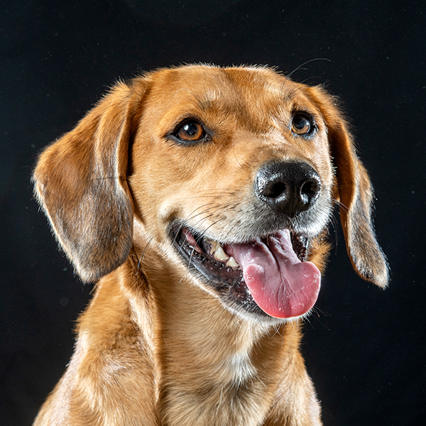 portrait d'un chien lors d'une séance en Studio. Photographie Olivier LELEU Portrait en couleur d'un chien qui prend la pose dans un studio à Frontignan. Photographie Olivier Leleu